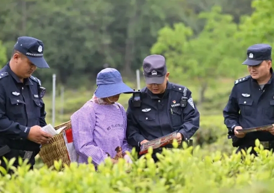 融警入景中 托起茶农“稳稳的幸福”